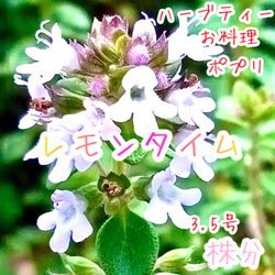 八重咲きローマン 苗 ダブルフラワーカモミール 3.号 元苗 カモミール