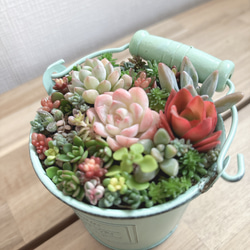 多肉植物寄せ植え そのまま飾れます 多肉植物 はなちかちゃん 通販