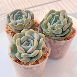 多肉植物 シャフラン錦 韓国苗 多肉植物 pariʚ❤︎ɞtaniku