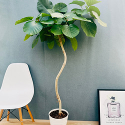 現品］1番 フィロデンドロン セローム 幹上がり 8号 観葉植物 大型