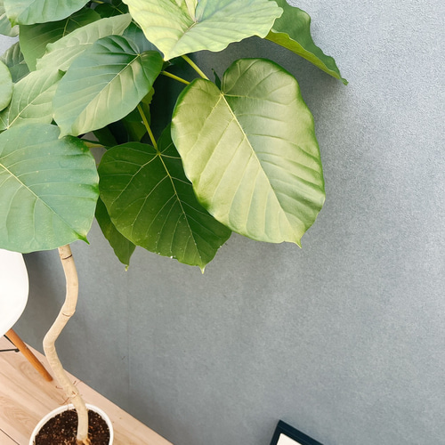 現品］22番 フィカス ウンベラータ 8号 観葉植物 室内 大型 ゴムの木