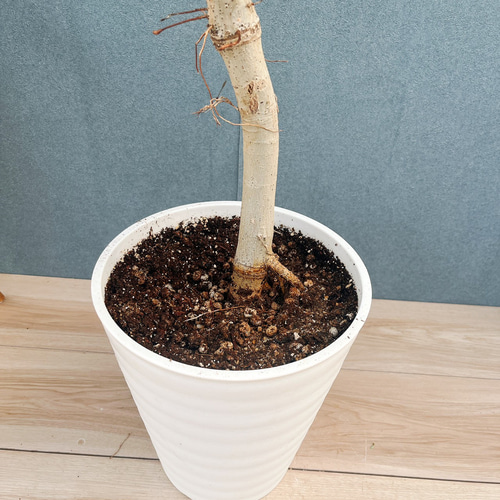 ［現品］22番　フィカス　ウンベラータ　8号　観葉植物　室内　大型　ゴムの木 現品］22番 フィカス ウンベラータ 8号 観葉植物 室内 大型 ゴムの木