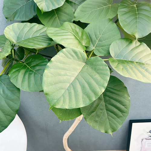 ［現品］22番　フィカス　ウンベラータ　8号　観葉植物　室内　大型　ゴムの木 現品］22番 フィカス ウンベラータ 8号 観葉植物 室内 大型 ゴムの木