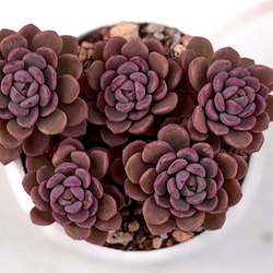 SALE】ロココ群生 韓国苗 多肉植物 多肉植物 プクニク 通販 14933811