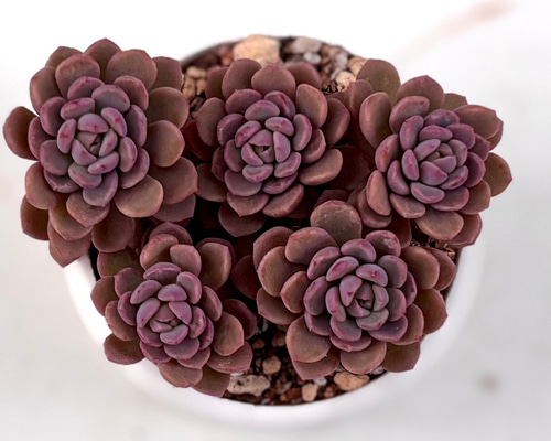 大人気 ピンクディオラ 熟成株 カット苗 エケベリア 韓国苗 多肉植物