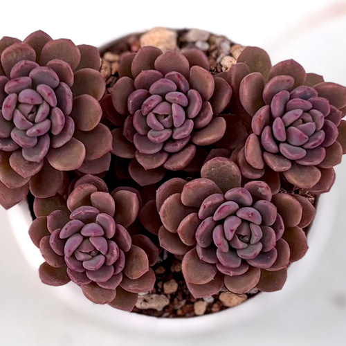 大人気 ピンクディオラ 熟成株 カット苗 エケベリア 韓国苗 多肉植物