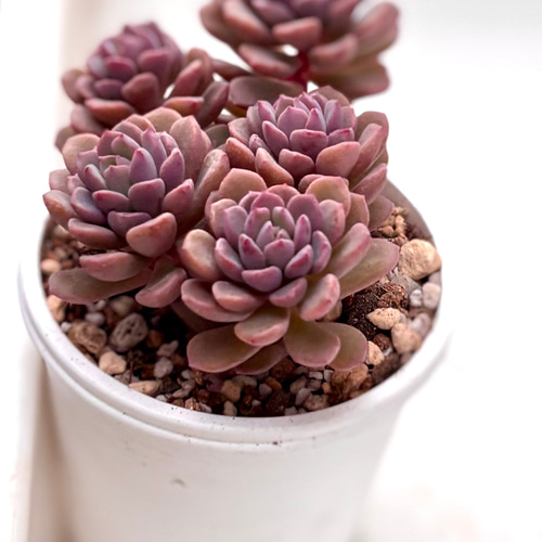 大人気 ピンクディオラ 熟成株 カット苗 エケベリア 韓国苗 多肉植物