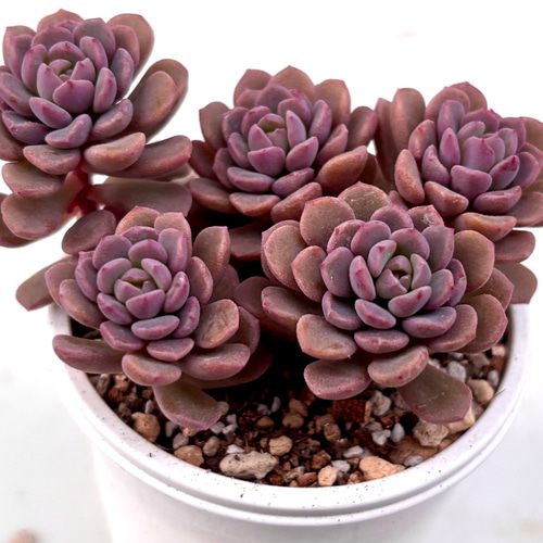 大人気 ピンクディオラ 熟成株 カット苗 エケベリア 韓国苗 多肉植物