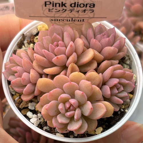 大人気 ピンクディオラ 熟成株 カット苗 エケベリア 韓国苗 多肉植物