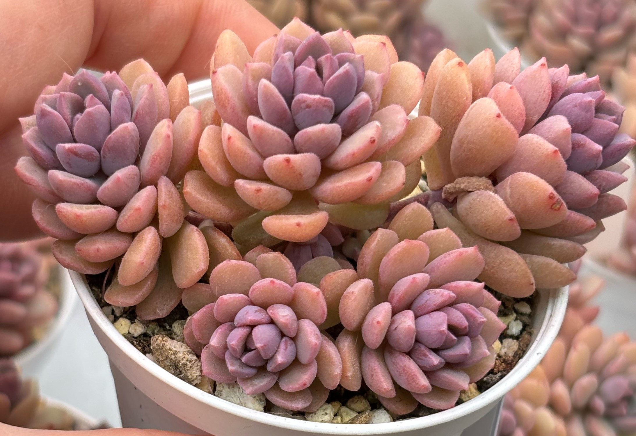 多肉植物 ヨンジコンジ エケベリア 1番大きいの1カット