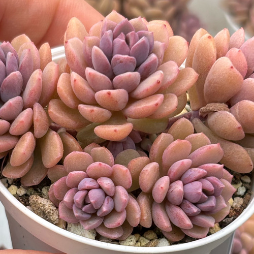 大人気 ピンクディオラ 熟成株 カット苗 エケベリア 韓国苗 多肉植物