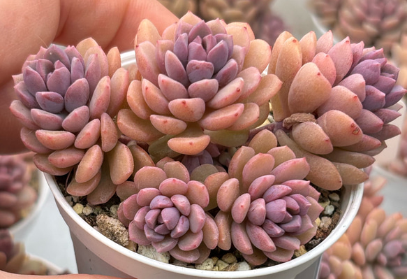 大人気 ピンクディオラ 熟成株 カット苗 エケベリア 韓国苗 多肉植物