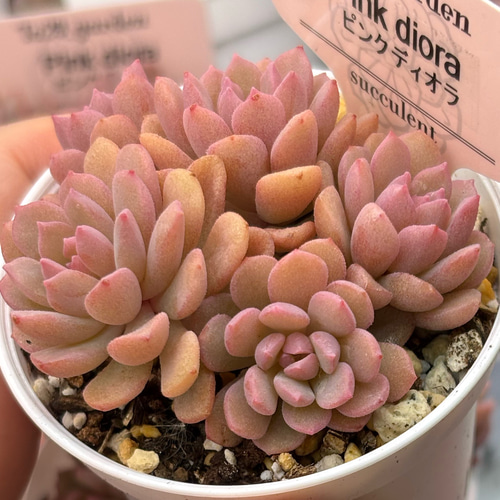 大人気 ピンクディオラ 熟成株 カット苗 エケベリア 韓国苗 多肉植物