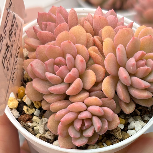 大人気 ピンクディオラ 熟成株 カット苗 エケベリア 韓国苗 多肉植物