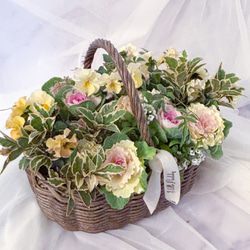 春まで楽しめるビオラと葉牡丹リース35cm ギャザリング その他素材