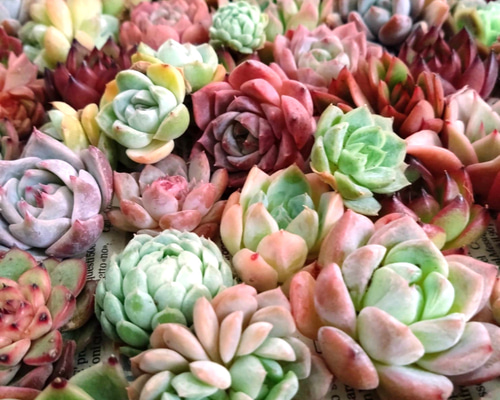 多肉植物 エケベリア ♡ミックス小30苗詰合せ 多肉植物 chao.Garden