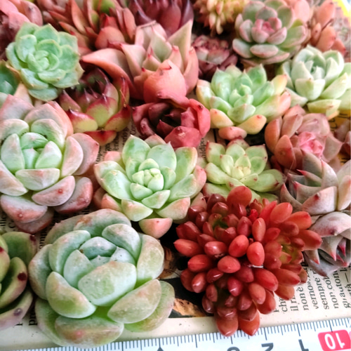 多肉植物 エケベリア ♡ミックス小30苗詰合せ 多肉植物 chao.Garden