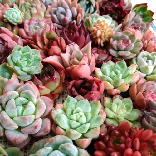 特別セット！　ミックスベリア　小苗　30種セット　抜き苗　コンパクト 多肉植物 エケベリア ♡ミックス小30苗詰合せ 多肉植物 chao.Garden