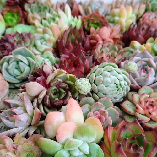 多肉植物 エケベリア ♡ミックス小30苗詰合せ 多肉植物 chao.Garden