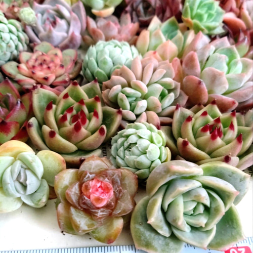 多肉植物 エケベリア ♡ミックス小30苗詰合せ 多肉植物 chao.Garden