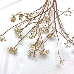 ナンキンハゼ 5〜10粒セット 30本 ドライフラワー Satsuki 通販