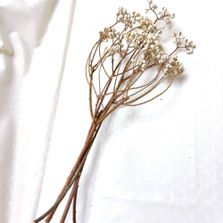 ナンキンハゼ 5〜10粒セット 30本 ドライフラワー Satsuki 通販