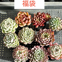 1厳選 アガベ チタノタ 狼人 極上子株 強棘 狂棘 激レア高級品種 多肉