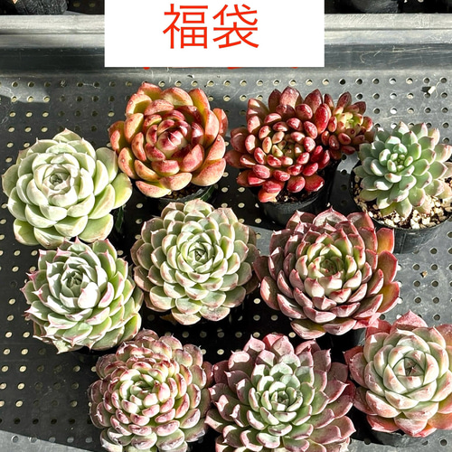 多肉植物 福袋 エケベリア 園芸 送料無料 多肉植物 SORA.IRO plant