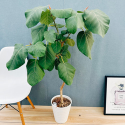 現品］【希少】ビッグサイズ！ アロカシア スモー 10号 観葉植物 室内