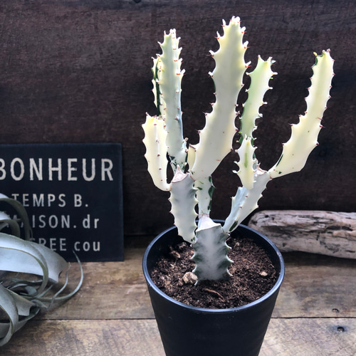 ホワイトゴースト♡マーブル♡高級♡レアなユーフォルビア♡多肉植物