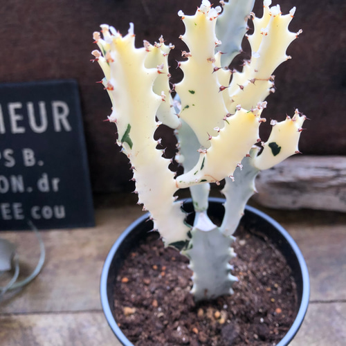 ホワイトゴースト♡マーブル♡高級♡レアなユーフォルビア♡多肉植物