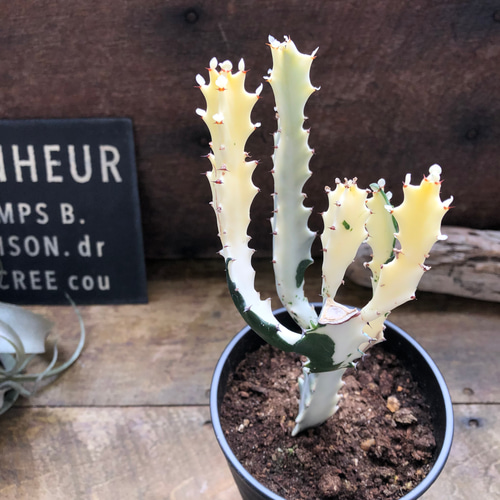 ◆ユーフォルビア☺︎ホワイトゴースト7号鉢付き◆ ユーフォルビア ホワイトゴースト 6号鉢 観葉植物 通販 greenery