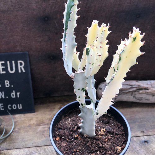 ホワイトゴースト♡マーブル♡高級♡レアなユーフォルビア♡多肉植物