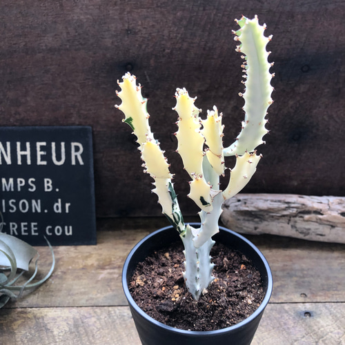 ホワイトゴースト♡マーブル♡高級♡レアなユーフォルビア♡多肉植物