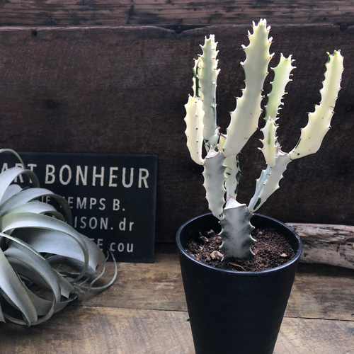 ホワイトゴースト♡マーブル♡高級♡レアなユーフォルビア♡多肉植物