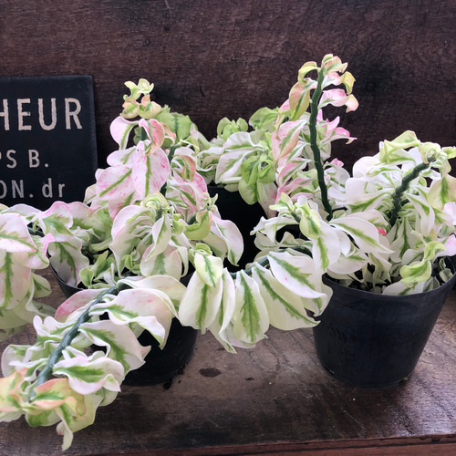 矮性の大銀竜♡ペディランサス♡超希少♡多肉植物♡観葉植物 アート