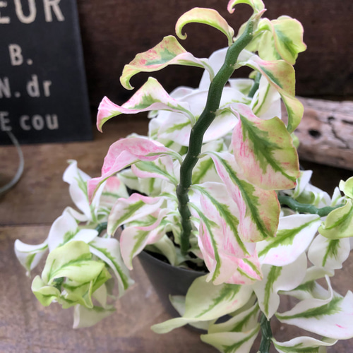 矮性の大銀竜♡ペディランサス♡超希少♡多肉植物♡観葉植物 アート