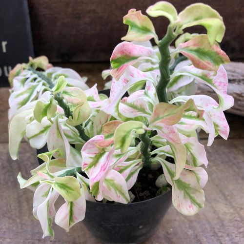 矮性の大銀竜♡ペディランサス♡超希少♡多肉植物♡観葉植物 アート