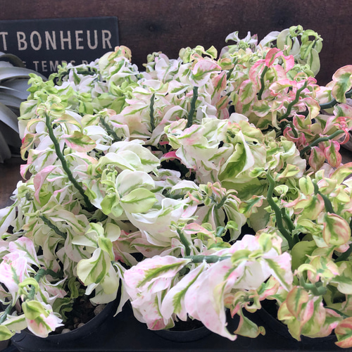 矮性の大銀竜♡ペディランサス♡超希少♡多肉植物♡観葉植物 アート