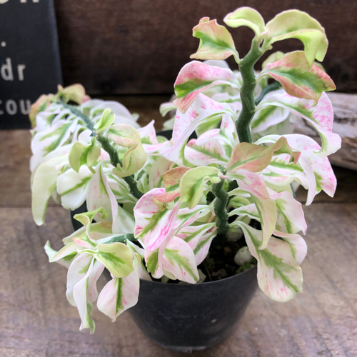 矮性の大銀竜♡ペディランサス♡超希少♡多肉植物♡観葉植物 アート