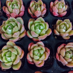 オレンジ（橙） 多肉植物 のおすすめ人気通販｜Creema(クリーマ