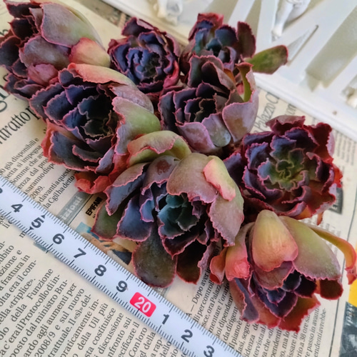 多肉植物 エケベリア ☆夕焼けの舞2苗セット 多肉植物 chao.Garden