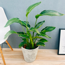 現品］【希少】ユッカ ロストラータ 実生 短葉 幹立 10号 観葉植物