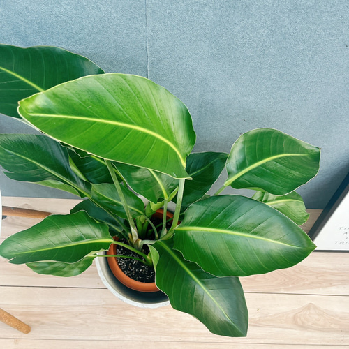 【大型◎2m】 ストレリチア オーガスタ 2株 観葉植物 室内 大型 葉の大きさ◎105cm】 ストレリチア オーガスタ 2株 観葉植物 室内 大型