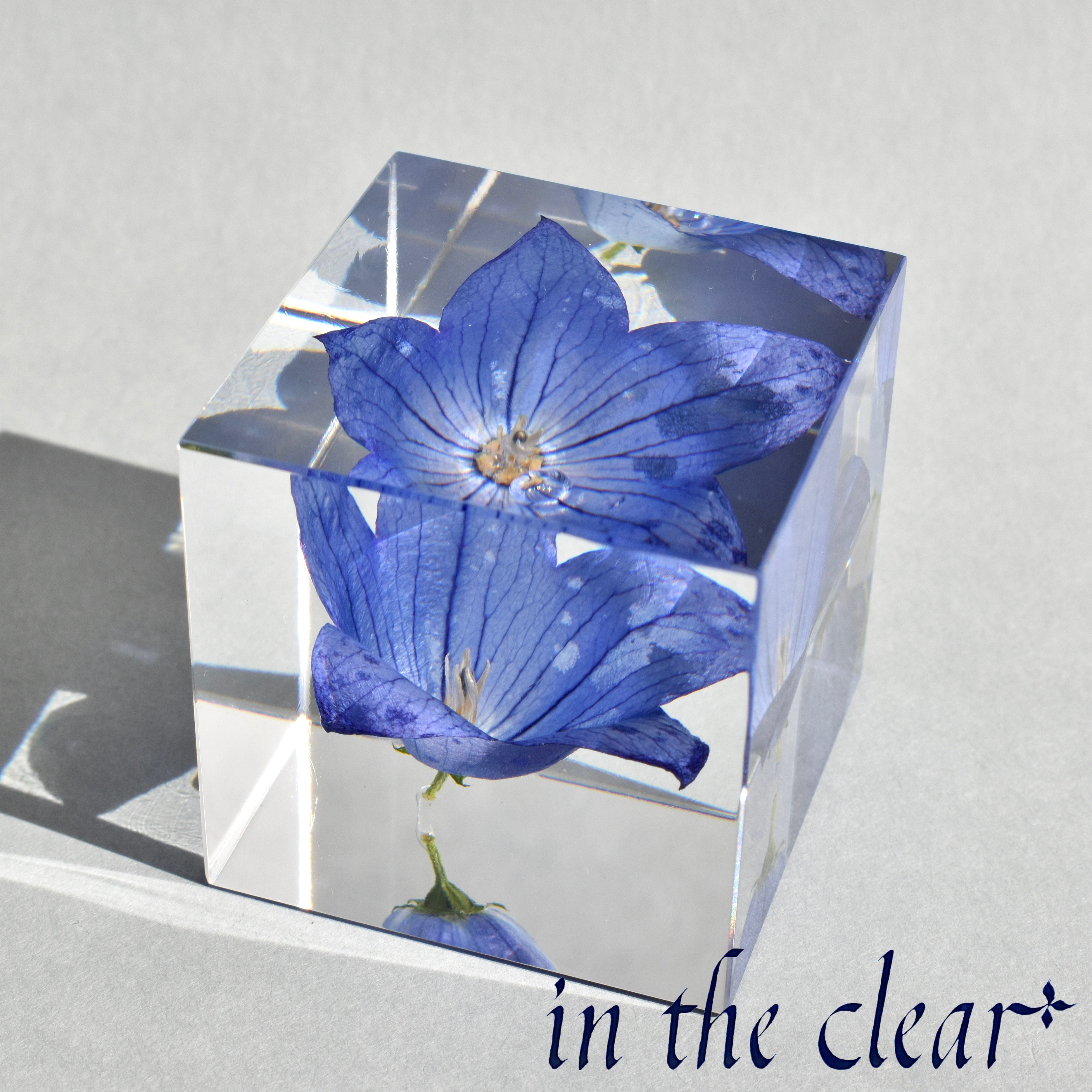 植物標本　桔梗　青　レジン　4.５センチキューブ