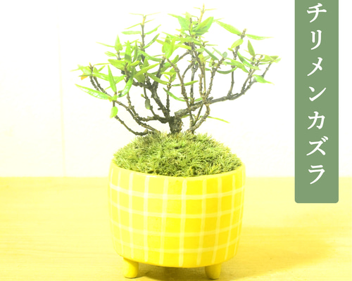 小品盆栽　縮緬葛　超極太チリメンカズラ　超大特価！大幅値下げ早いもの勝ち POTOCO チリメンカズラ 縮緬葛 観葉植物 陶器鉢 盆栽 豆盆栽 苔玉 苔