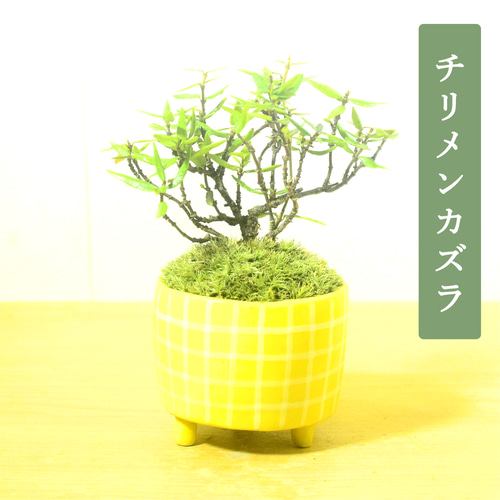 POTOCO チリメンカズラ 縮緬葛 観葉植物 陶器鉢 盆栽 豆盆栽 苔玉 苔