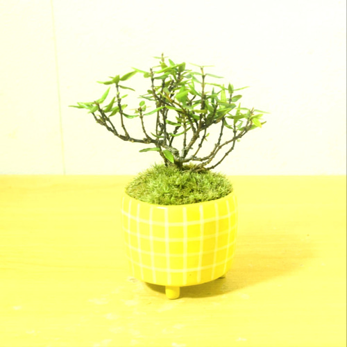 POTOCO チリメンカズラ 縮緬葛 観葉植物 陶器鉢 盆栽 豆盆栽 苔玉 苔