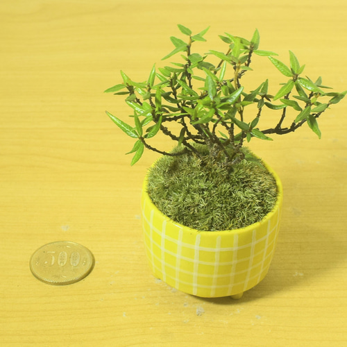 POTOCO チリメンカズラ 縮緬葛 観葉植物 陶器鉢 盆栽 豆盆栽 苔玉 苔