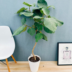 現品］【希少】ユッカ ロストラータ 実生 短葉 幹立 10号 観葉植物